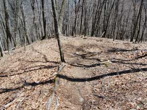 ����������̓o�R���B