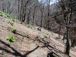 ���̌�̓o�R���̗l�q