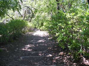 �R������̓o�R���B