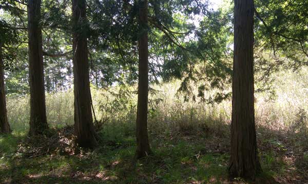 山頂からの眺め