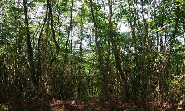 山頂からの眺め