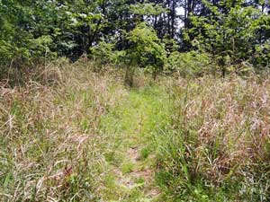 �R������̓o�R���B