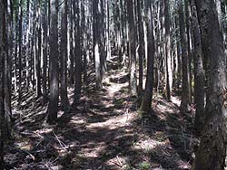 ���W�����A�т̔���