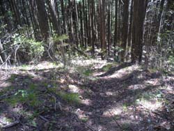 �R������̓o�R��