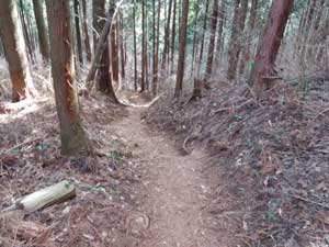 �Z���������䂩��̓o�R���B