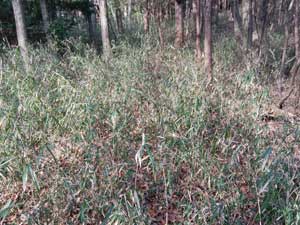 ���ŕ����