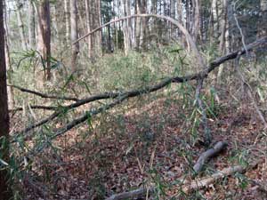 �؂͓|��Ă邵�`