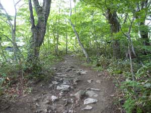 �o�R������̓o�R���B