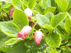 �o�R�������ɍ炭��