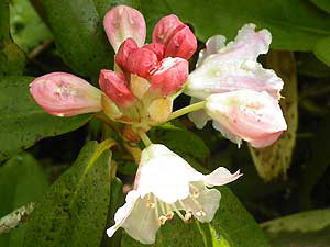 �o�R�������ɍ炭��