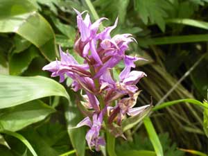 �o�R�������ɍ炭��