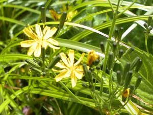 �o�R�������ɍ炭��