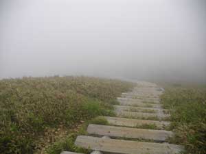 �R������̓o�R���B