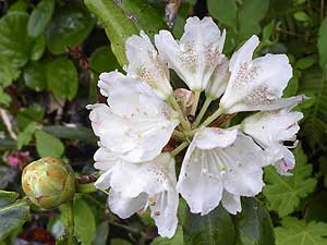 �o�R�������ɍ炭��