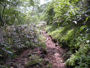 ���W�R�̉Ƃ���̓o�R���B