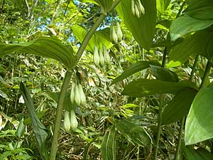 �I�I�i���R����