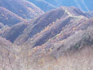 �R���ɁA�ۂ�ۂ�