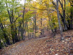 ����������̓�