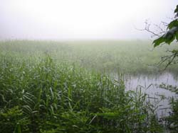 ������n�̃��V�Q���P