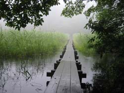 大沼園地のヨシ群生2