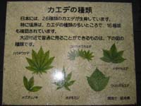 �w�K�ŔH�P