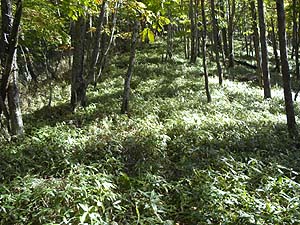 �����̓o�R����i�ށ`