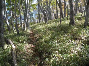 �����Ȃ��݂��̃O���f�[�V����