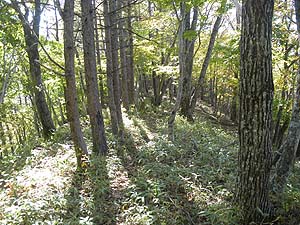 1100���t�߂���̓o�R�� 