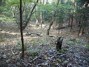 �ꕞ�E�`������̓o�R��