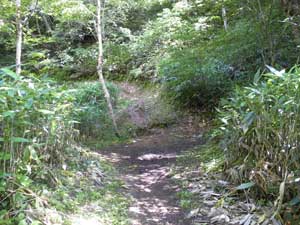 �n���m�L�򂩂�̓o�R���B