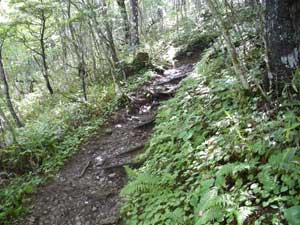 �n��������̓o�R���B