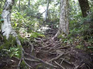 ���\�}�ȓ���i�񂾁B