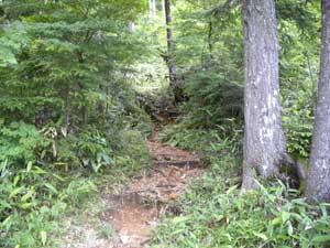 ����(����)�t�߂���̓o�R���B