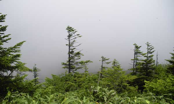 �ӂ�͐^�����`�`