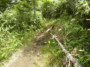 ����R����̓o�R���B