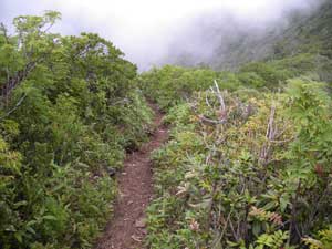 �t�̓�����̓o�R���B