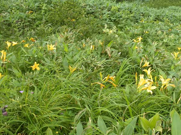 �Ԃ��炢�Ă����`�`�I