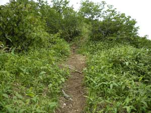 ���򃌃��[�t����̓o�R���B