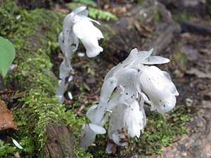 �◳�� �i�M�������E�\�E�j