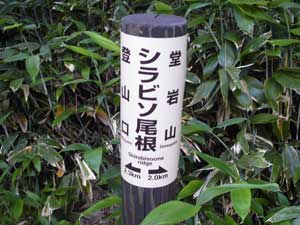 �V���s�\����