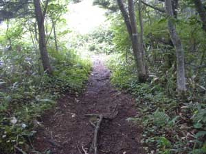 �V���s�\��������̓o�R���B