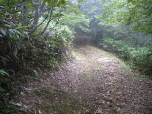 �k��搅���򂩂�̓o�R���B