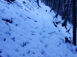 ���򂩂�̓o�R���B