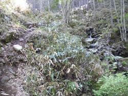 ��̉��̓o�R��