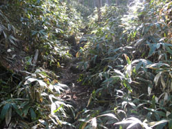 �����̓o�R��