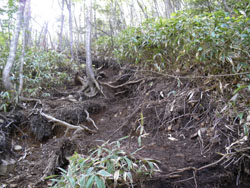 �D���I�o�����}�ȓo�R��