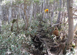 �s����̃R������̓o�R��