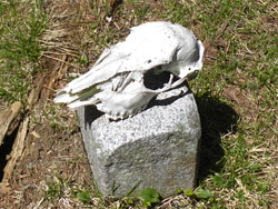 �O�p�_�̏�ɂ͓��W��