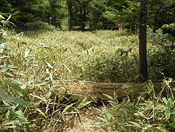 ���̕ӂ̓o�R��