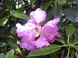 �V���N�i�Q